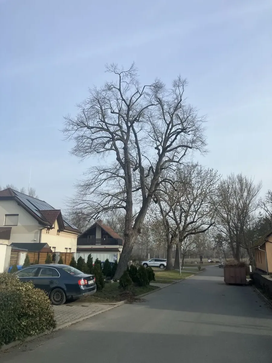 Péče o vzrostlé lípy - Lázně Toušeň - foto 5